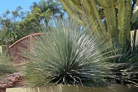 Image result for Sphaeranthus chandleri
