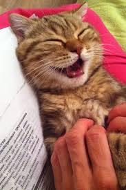 I Love That Face Kedi Hayvanlar Sevimli Hayvan Yavrulari