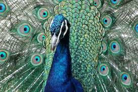 Maybe you would like to learn more about one of these? Burung Merak Ikon Pendukung Emosi Ini Dilarang Masuk Dalam Penerbangan Kabarpenumpang Comkabarpenumpang Com