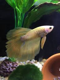 Fin Rot Or Tail Biting My Aquarium Club