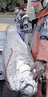 See more ideas about ocean creatures, sea creatures, sea animals. Japan Study Disproves Notion That Appearances Of Deep Sea Fish Augur Big Earthquakes The Mainichi