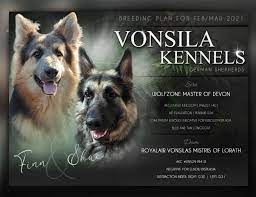 German Shepherd Puppies For Sale In Ny Vonsila Kennels