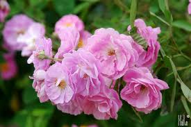 Kết quả hình ảnh cho cách trồng hoa tầm xuân