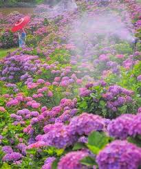 Musim panas di jepun secara tipikal adalah sangat panas dan lembap kecuali di hokkaido. Musim Panas Di Jepun Criss1026 Penmerah Dot Com Facebook