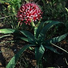 Image result for Ammocharis coranica