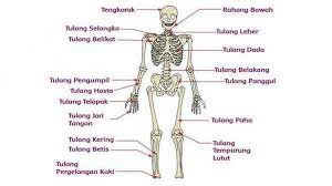 Tulang lengan kaki dan fungsinya. Ini Fungsi Tulang Pergelangan Kaki Tulang Lengan Tulang Hasta Dan Tulang Pergelangan Tangan Tribun Sumsel