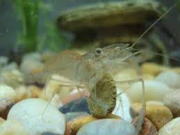 Their easy availability means that they are a common addition to many tanks. Ghost Shrimp Care Clubfauna