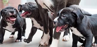 We did not find results for: Court Strikes Down Ohio Town S Pit Bull Ban Aspca