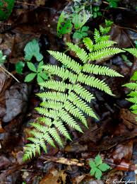 Image result for Thelypteridaceae