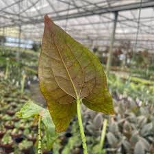 Image result for Pilea johnstonii