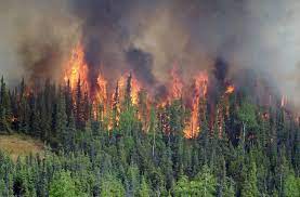 Aug 09, 2021 · el humo y el cielo naranja sobre una ruta cerca de greenville, california. Incendios Zombis Despiertan En Los Bosques Boreales