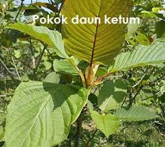 Dikemaskini 8 feb 2018, 6:28 am. Anim Agro Technology Daun Ketum Kesan Gian