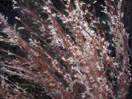 Image result for Andropogon schirensis