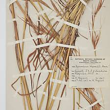 Image result for Hyperthelia dissoluta