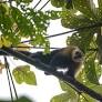 Comunidades indígenas y ciencia dan esperanza a la conservación de los bosques en Ecuador | Coyuntura ambiental