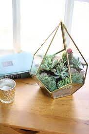 For even those without a green thumb soil, preferably cactus mix, as it retains little moisture. Easy To Make A Terrarium With Succulent Plants Tutorial Diy Succulent Terrarium Succulent Terrarium Succulent Garden Diy