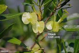 Image result for Terminalia sericea