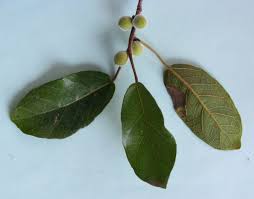 Image result for Ficus stuhlmannii