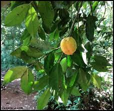 Image result for Garcinia volkensii