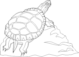Preorders are now livefor all of the new surface devicesfor fall 2021 dropbox has announced a somewhat drastic redesign (via the verge) tod. Eastern Box Turtle Colouring Pages Eastern Box Turtle Coloring Pages Turtle Coloring Pages