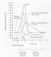 Human Physiology Neurons The Nervous System