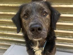 Image result for flat coated retrívr