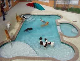 Pin By Pancha On Fun Ideas Dog Pool Dog Swimming Pools Dog Swimming