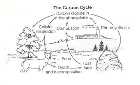 Carbon Cycle Worksheet Fill In The Blanks Fresh 19 Beautiful Carbon In 2020 Carbon Cycle Nitrogen Cycle Carbon Dioxide Cycle