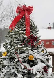 Decorating the holiday tree is a family tradition in many homes, but tradition shouldn't keep you from refreshing your tree's look. How To Decorate An Outdoor Christmas Tree Fresh Eggs Daily