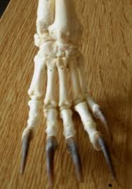 Badger Front Leg Skeleton Question Badger Skeleton Felting Projects