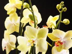 Just add ice orchids® are breathtaking decor with simple care. Just Add Ice Orchids Shares Free Orchid Resource Perishable News