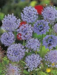 Blue Rottnest Island Daisy Wildflower Wildflower Seeds Wildflower Seeds Flower Seeds Australian Wildflowers