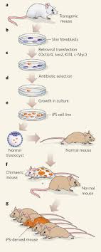 Maybe you would like to learn more about one of these? Pluripotent Stem Cells Ips Cells Learn Science At Scitable
