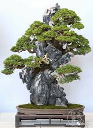 Rock Clasping Junipers Dengan Gambar Pohon Bonsai Bonsai Menanam