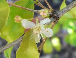 Image result for Eugenia uniflora