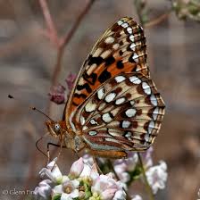 Image result for Sartidia angolensis