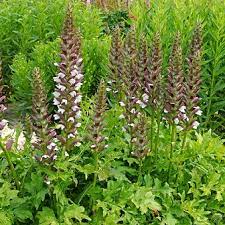 Maybe you would like to learn more about one of these? Acanthus Morning Candle Bear S Breeches Sugar Creek Gardens