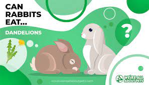 Getting the right balance for your pet's diet is important so they can maintain a healthy lifestyle. Can Rabbits Eat Dandelion We Re All About Pets
