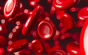Image result for Red Blood Cell