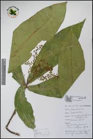 Image result for Lepisanthes senegalensis