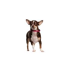 What requirements are there for listing my chihuahua dog or puppy? Chihuahua Puppies Petland Batavia Il
