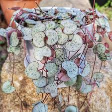 Image result for Ceropegia racemosa