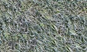Free texture downloads matching grass are displayed. Green Grass Textures Seamless