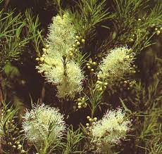 Tea Tree Plant Australischer Teebaum Wikipedia Teebaum Moskito Pflanzen Baume Pflanzen