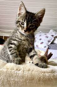 6 gebote · endet am 22. 18 Baby Katzen Kaufen Bis 50 Euro Baby Katzen Kaufen Baby Katzen Katzen Kaufen
