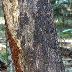 Image result for Brachylaena huillensis