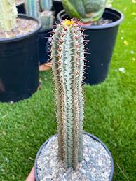Image result for Euphorbia confinalis
