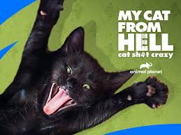 Escolher um dos gatos para ascender para o heavi. Watch My Cat From Hell Season 1 Prime Video