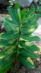 Common Milkweed Piedmont Gardener
