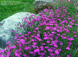 Dianthus Deltoides Plantfiles Picture 4 Of Maiden Pink Zing Rose Dianthus Deltoides Maiden Pinks Wonderful Flowers Landscaping Shrubs